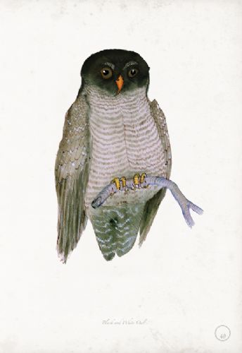 Black and White Owl - artist signed print